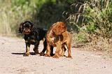 KING CHARLES SPANIEL 173